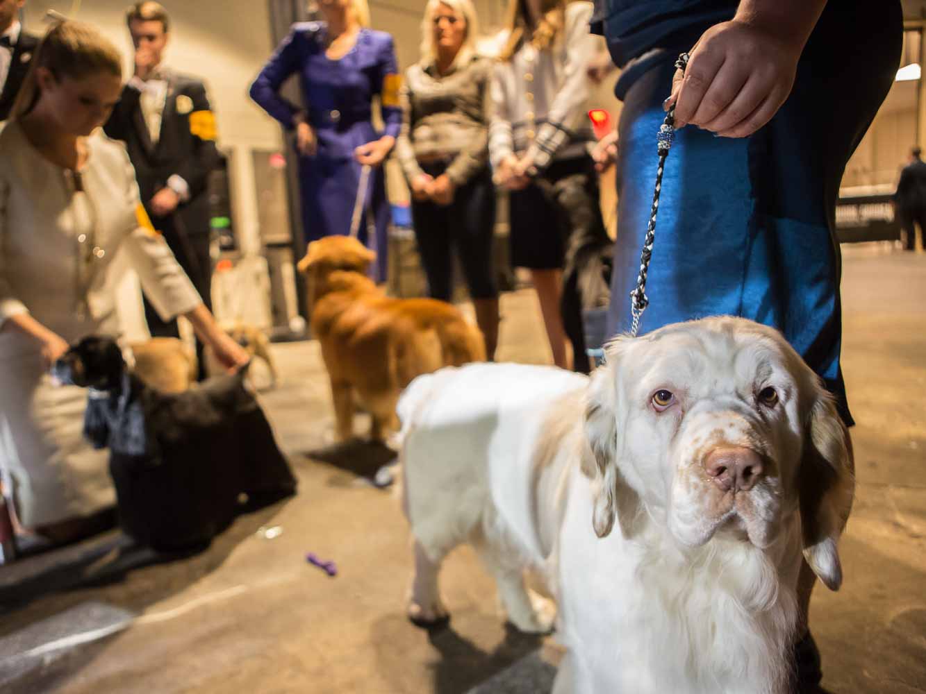 Dogs and their handlers in the Junior Showmanship division at the 137th annual Westminster Kennel Club dog show.