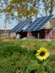 A sunflower with solar panels at the Red Hook Community Farm.