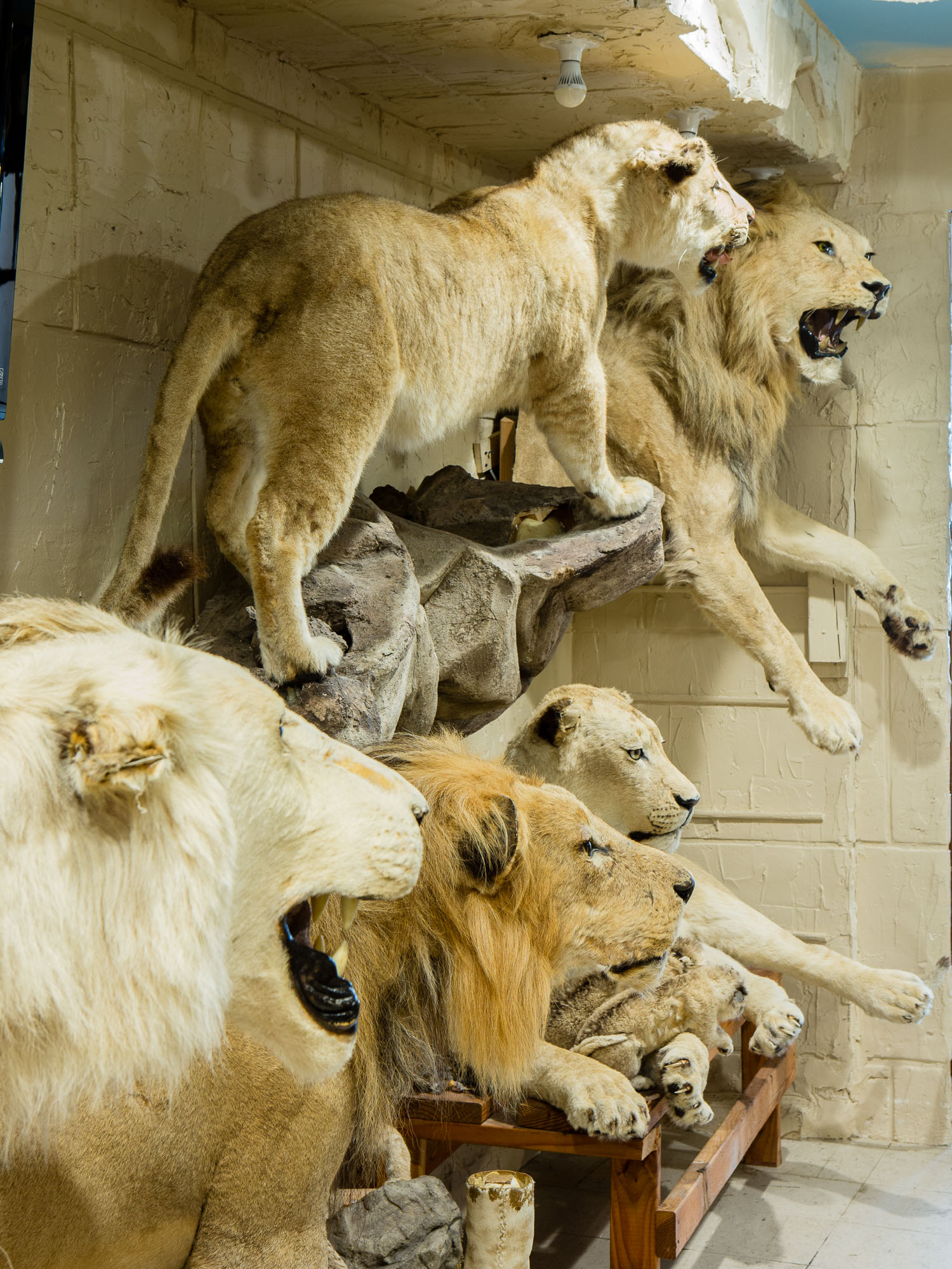 Taxidermy lions in Torah Animal World, part of The Museum of the Living Torah.