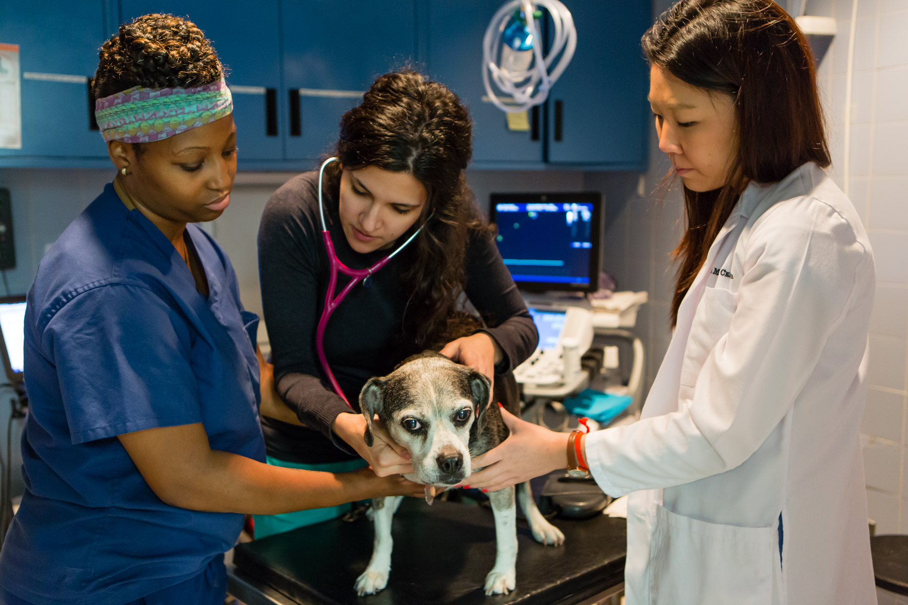 Veterinarian Examining a dog. Photographed for the Animal Medical Center.