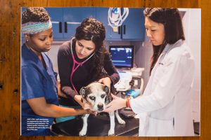 Animal Medical Center staff examining a dog