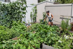 Christina Chan watering her raised beds at Choy Division, a backyard farm in Astoria which specializes in Asian vegetables .