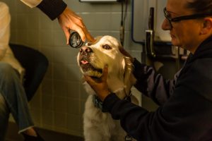 A veterinarian examining a dog's eyes, for the Animal Medical Center