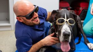A veterinary technician and a Great Dane reclining on a mat, both wearing dark glasses for laser treatment.