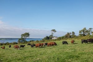 Cattle graze in a seaside pasture
