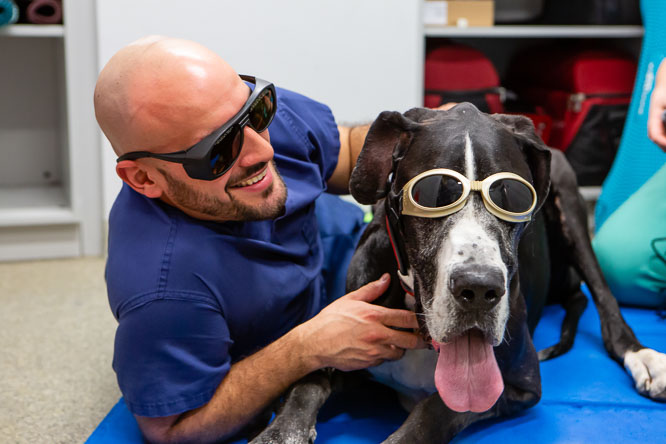 Great Dane and veterinary technician wearing dark glasses during laser treatment